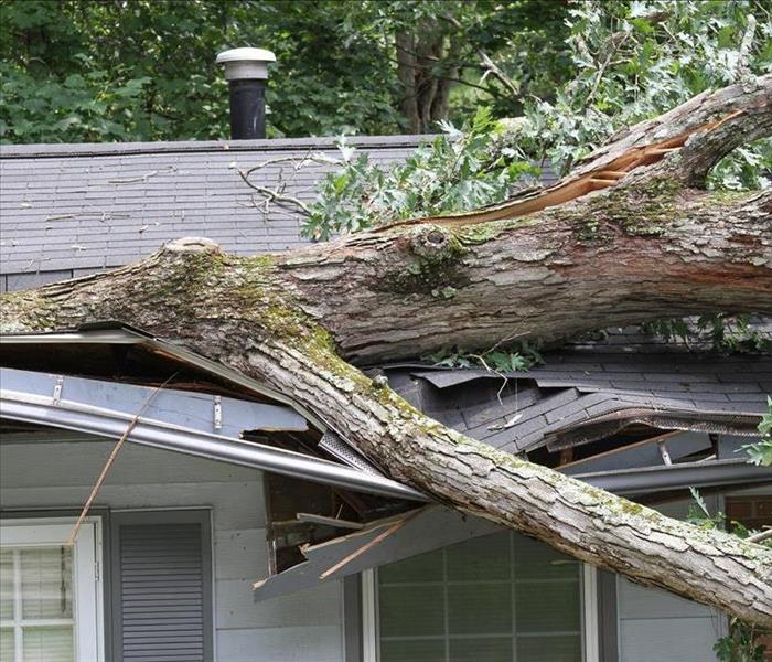 roof damaged from large tree