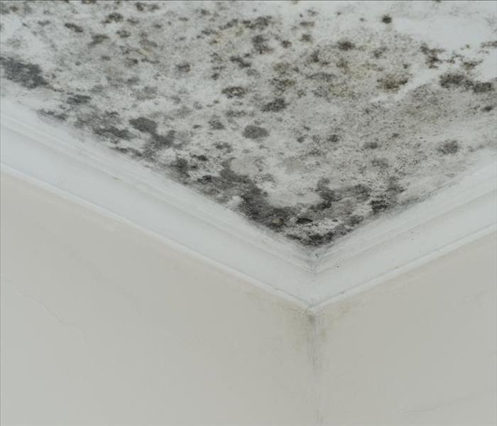 Corner of a room covered in a large area of mold damage